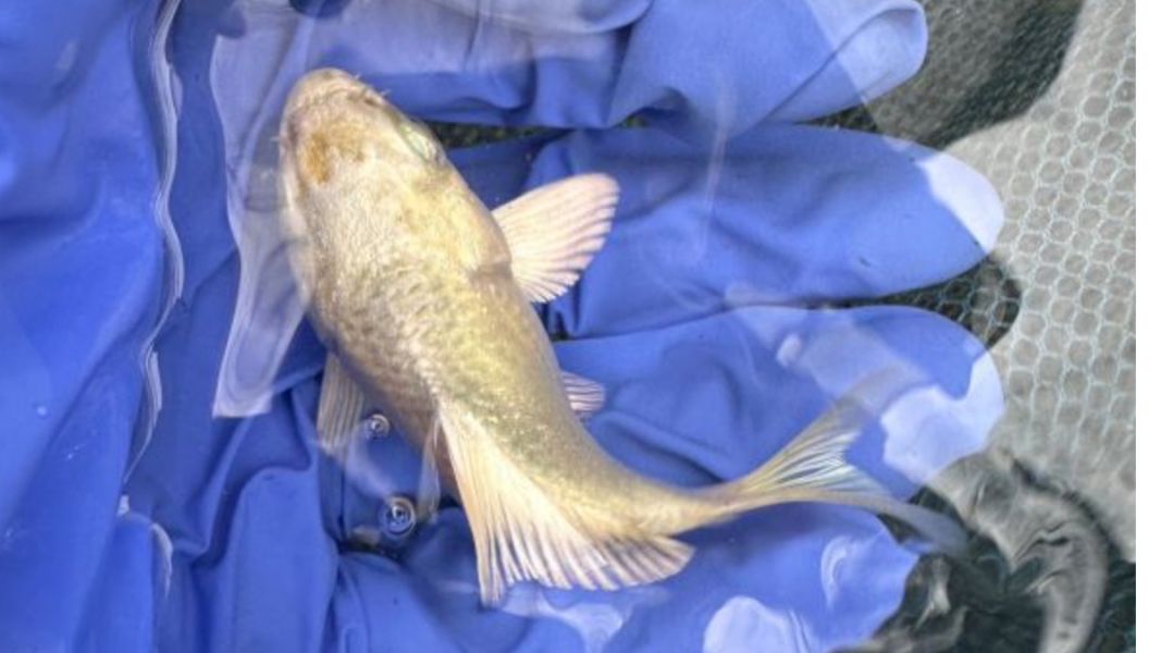 短身白金錦鯉 鯉魚,熊貓鯉魚,蝴蝶鯉魚,錦鯉,短身鯉魚,短身錦鯉,短身
