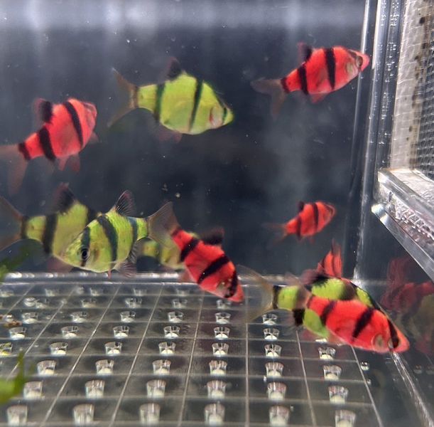 螢光紅四間 螢光紅四間,四間,紅四間,螢光四間觀賞魚,
小型魚