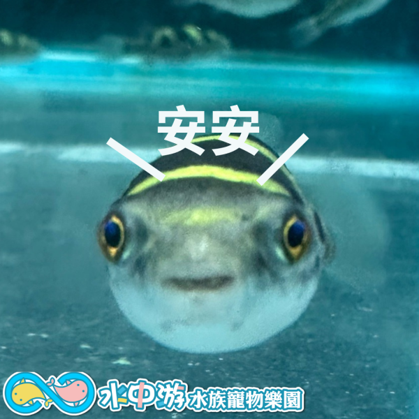 黃金娃娃魚 黃金娃娃魚,狗頭,觀賞魚,河豚,水族