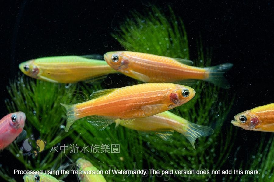 各色 仙子魚 斑馬魚 仙子魚,斑馬魚,觀賞魚,水族,小型魚