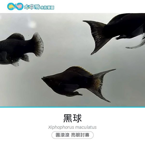 黑球 黑球、卵胎生、入門魚、混養