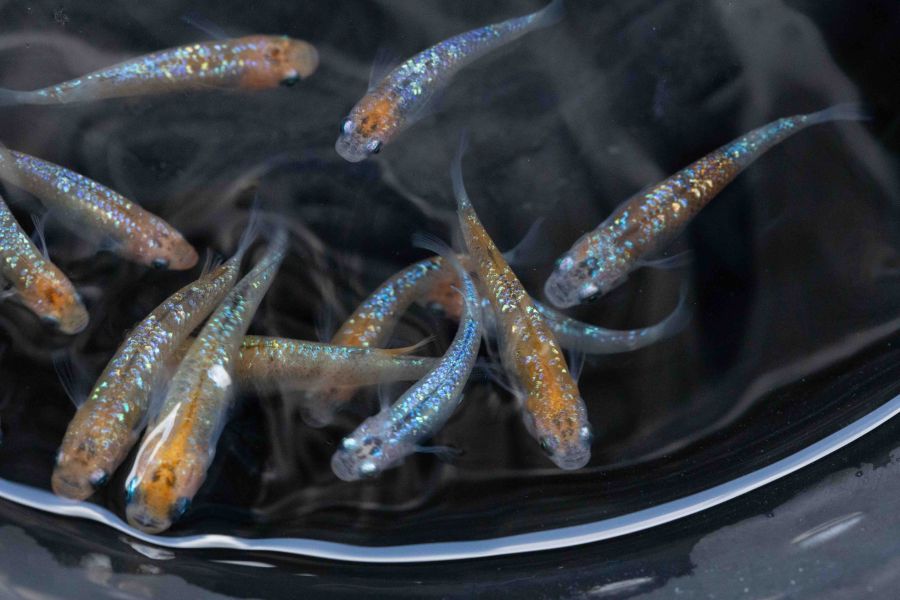 美達卡-尤里西斯 美達卡-尤里西斯,日本稻田魚,日本青鱂魚,Oryzias latipes