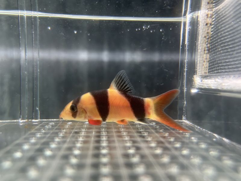 三間鼠 