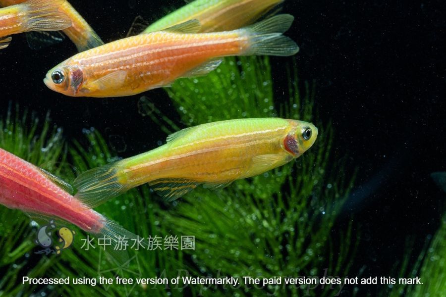 各色 仙子魚 斑馬魚 仙子魚,斑馬魚,觀賞魚,水族,小型魚