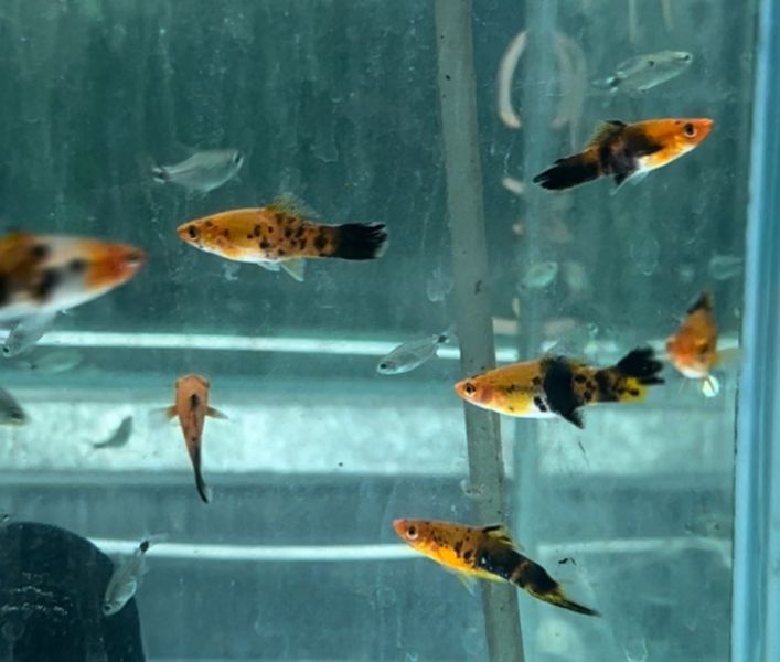 五花劍魚 