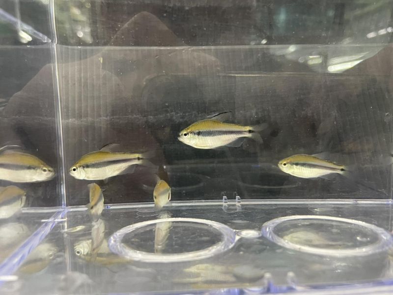 隆背彩虹藍帝燈 