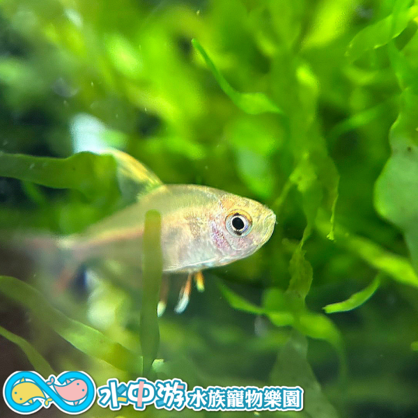 白翅玫瑰旗 白翅玫瑰旗,觀賞魚,小型魚,水族,飼料