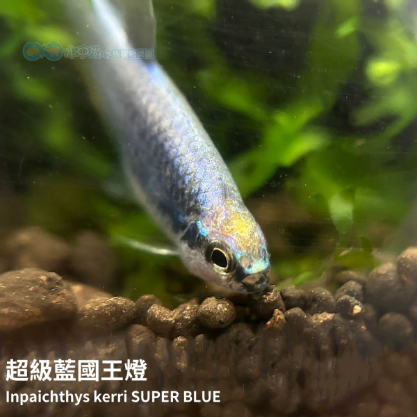 超級藍國王燈 超級藍國王燈,國王燈,藍國王燈,燈科魚,水族,觀賞魚