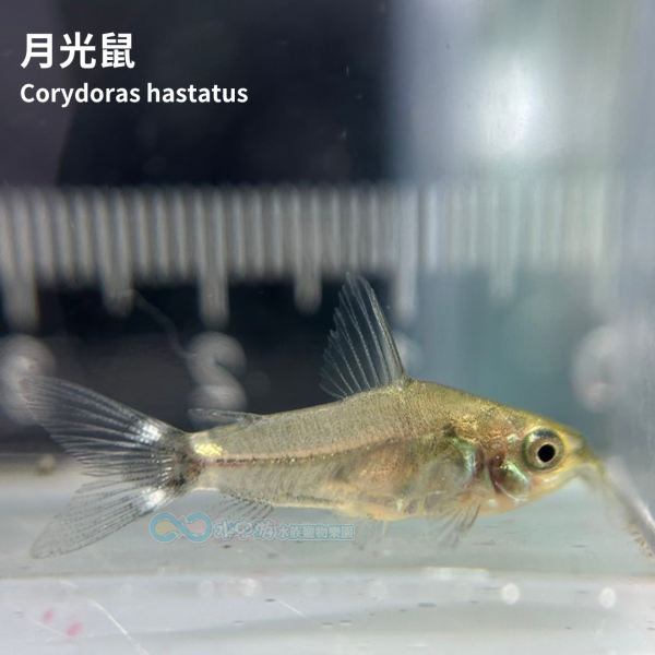 月光鼠 月光鼠,鼠魚,底棲魚,小型魚,水族