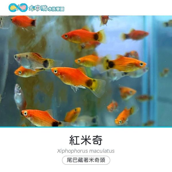紅米奇 紅米奇、卵胎生、入門魚、混養