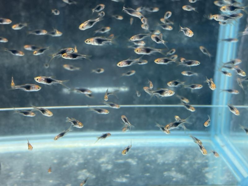 紫藍三角燈 