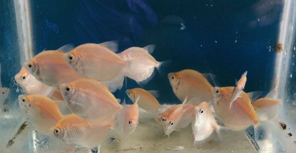 彩色磚魚 彩色磚魚,彩虹魚,磚魚,彩裙魚