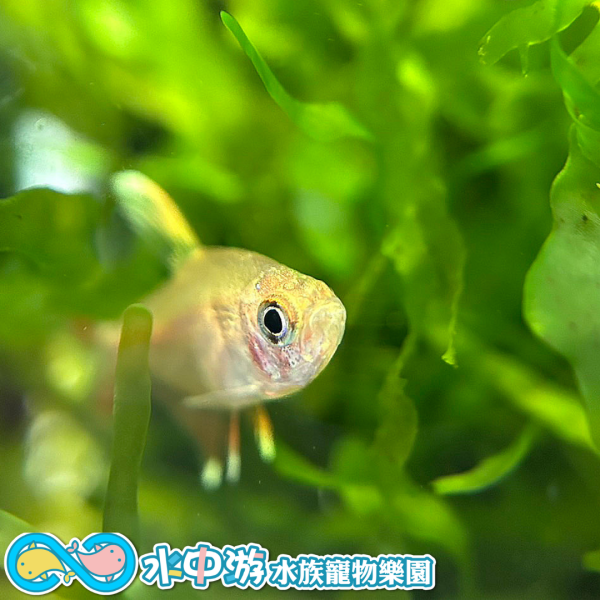 白翅玫瑰旗 白翅玫瑰旗,觀賞魚,小型魚,水族,飼料