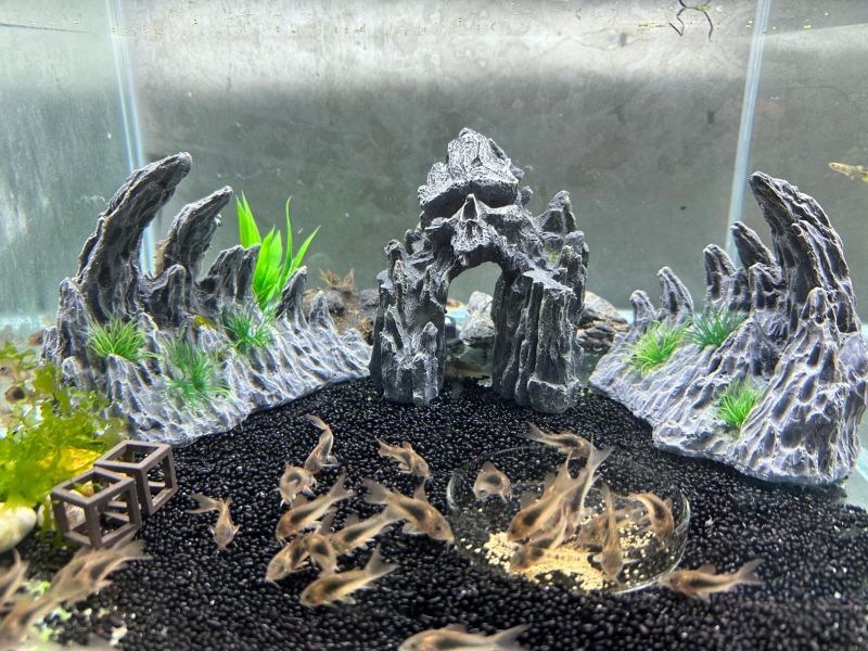 咖啡鼠魚<10送1> 咖啡鼠,鼠魚,底棲魚,中文:咖啡鼠
英文名：Bronze cory, Bronze corydoras