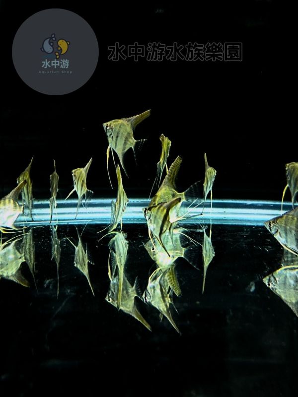 斑馬神仙魚 黑幻象神仙 三色神仙 