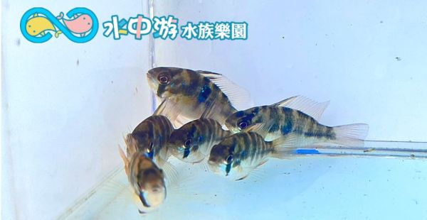 荷蘭鳳凰 荷蘭鳳凰,觀賞魚,小型魚
