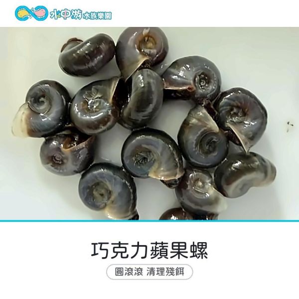 巧克力蘋果螺(可可蘋果螺) 巧克力蘋果螺、觀賞螺、除藻、清道夫