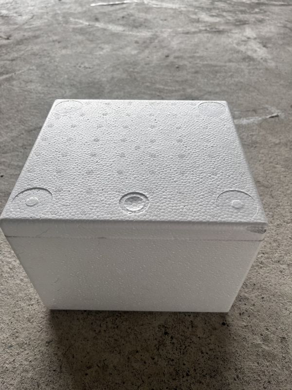 大帆白鼠 