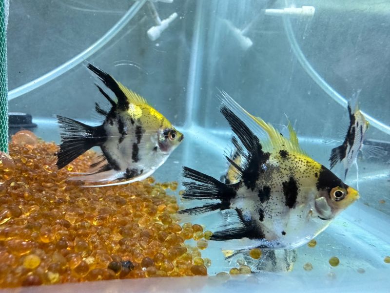 斑馬神仙魚 黑幻象神仙 三色神仙 