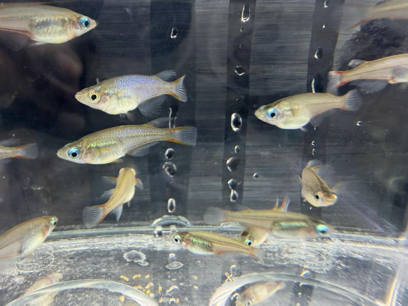 七彩霓虹稻田魚 