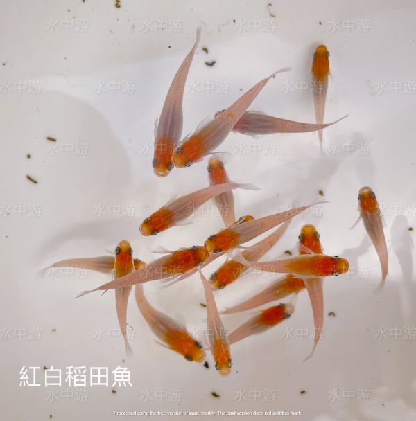 美達卡-紅白稻田魚 美達卡,紅白,稻田魚,日本稻田魚