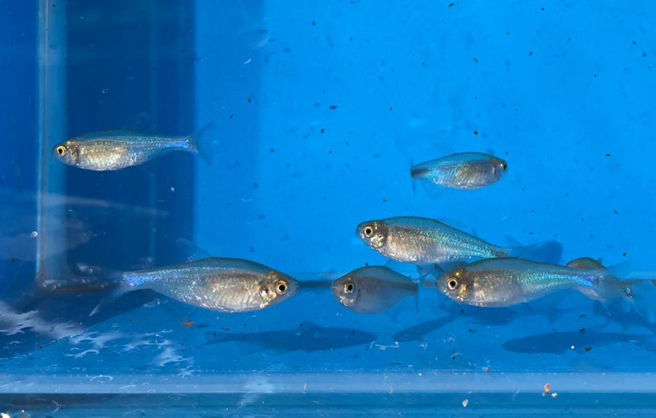 藍剛果燈 藍剛果燈,燈魚