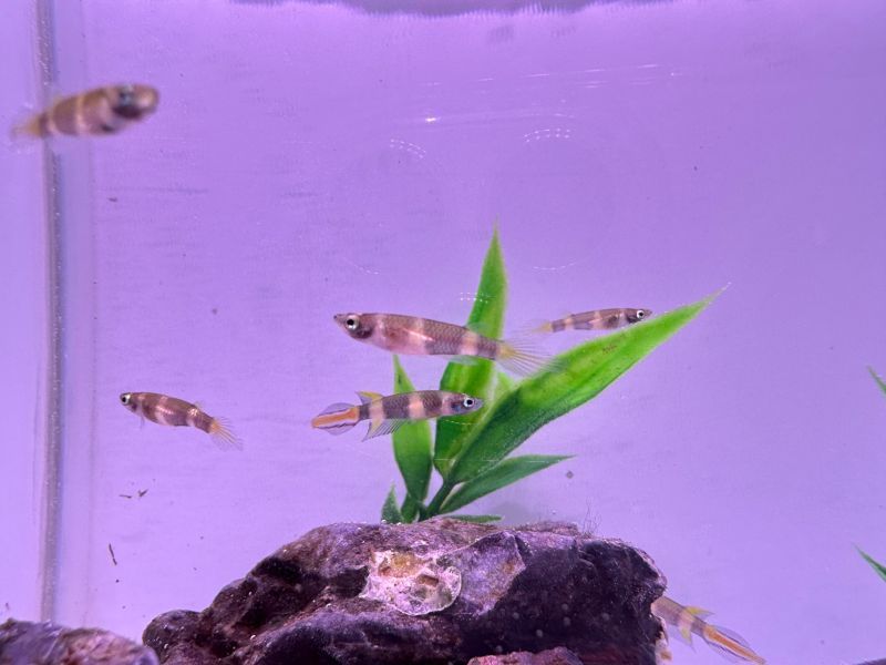 斑節鱂 斑節鱂