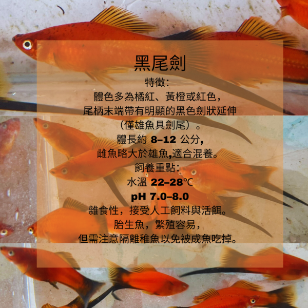 黑尾劍 黑尾劍,黑尾單劍,Xiphophorus helleri “Black Swordtail”