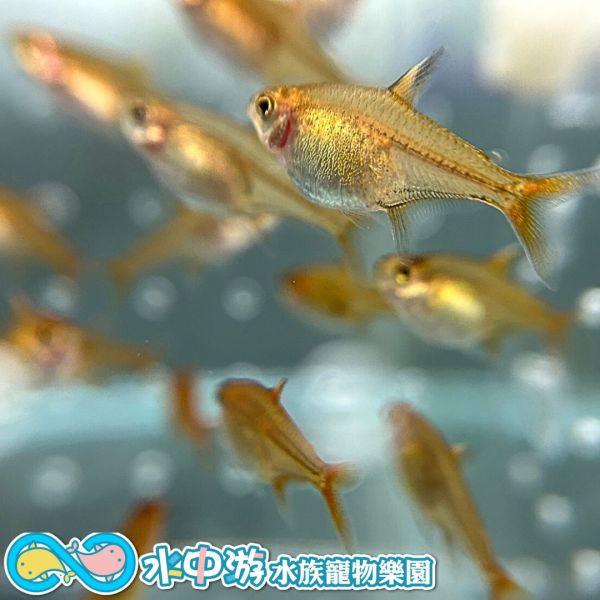 噴火燈 噴火燈,燈魚,噴火燈魚,小型魚,水族,觀賞魚