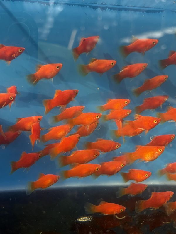 小紅豆 紅球 