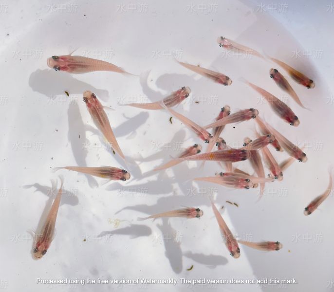 美達卡-銀河稻田魚 美達卡,銀河,稻田魚,日本稻田魚