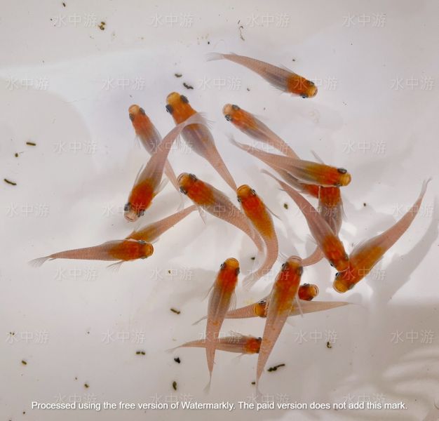 美達卡-紅白稻田魚 美達卡,紅白,稻田魚,日本稻田魚