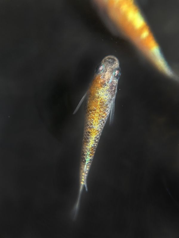 美達卡-三色拉美體外光 美達卡-三色拉美體外光,美達卡,稻田魚,體外光,三色體外光