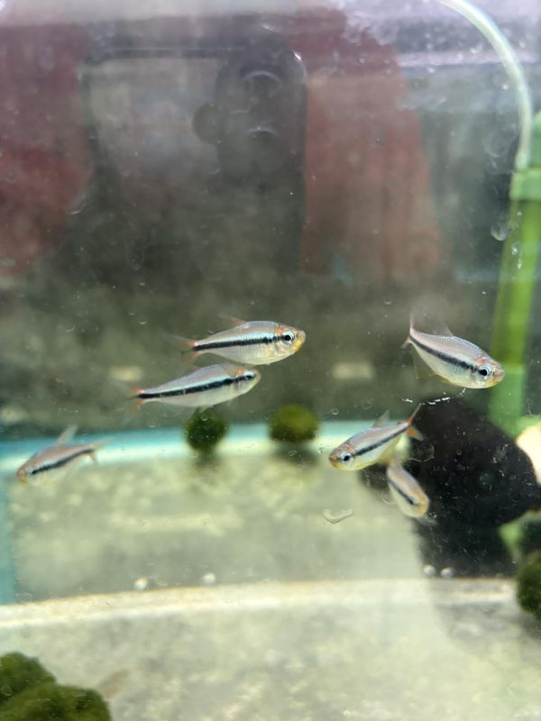 烈焰藍寶石 