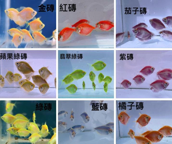 彩色磚魚 彩色磚魚,彩虹魚,磚魚,彩裙魚