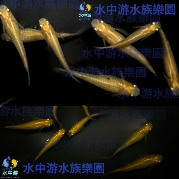 美達卡-天女之舞/紅天女之舞 觀賞魚,美達卡,稻田魚,日本稻田魚,華蕾