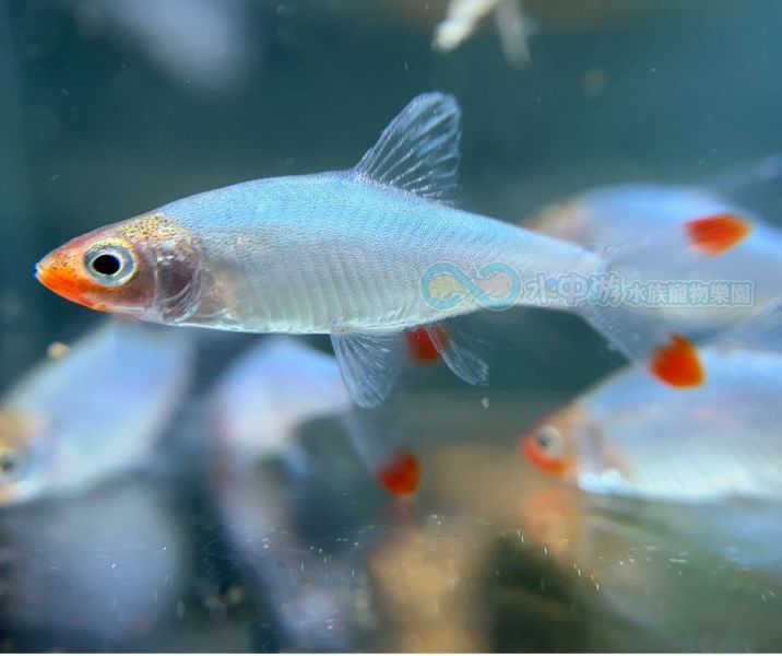 亞洲紅鼻 亞洲紅鼻,小型魚,觀賞魚,水族,兩頭紅,女王兩頭紅