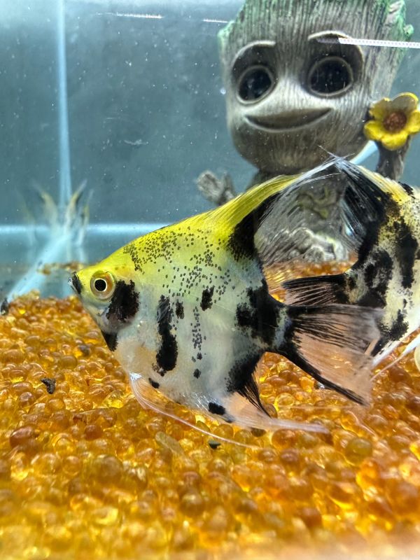 斑馬神仙魚 黑幻象神仙 三色神仙 