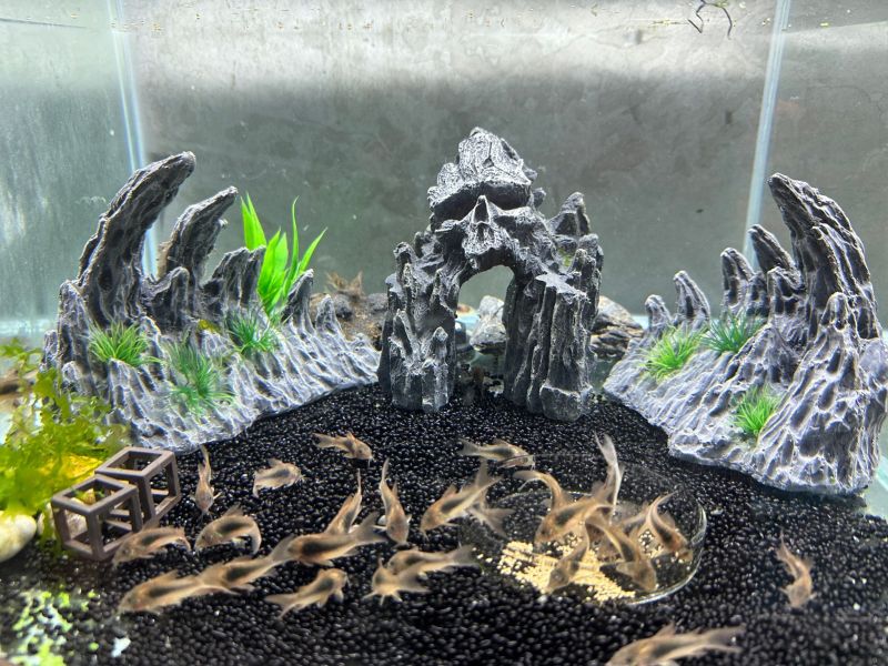 咖啡鼠魚<10送1> 咖啡鼠,鼠魚,底棲魚,中文:咖啡鼠
英文名：Bronze cory, Bronze corydoras