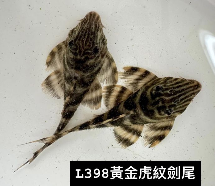 L398黃金虎紋劍尾異形 