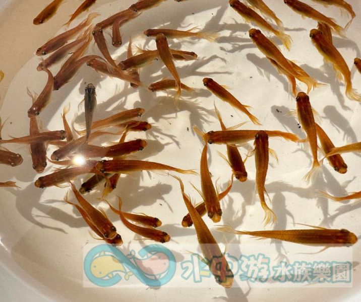 天女之舞/紅天女之舞 美達卡,日本稻田魚,天女之舞,日本青鱂魚
Oryzias latipes