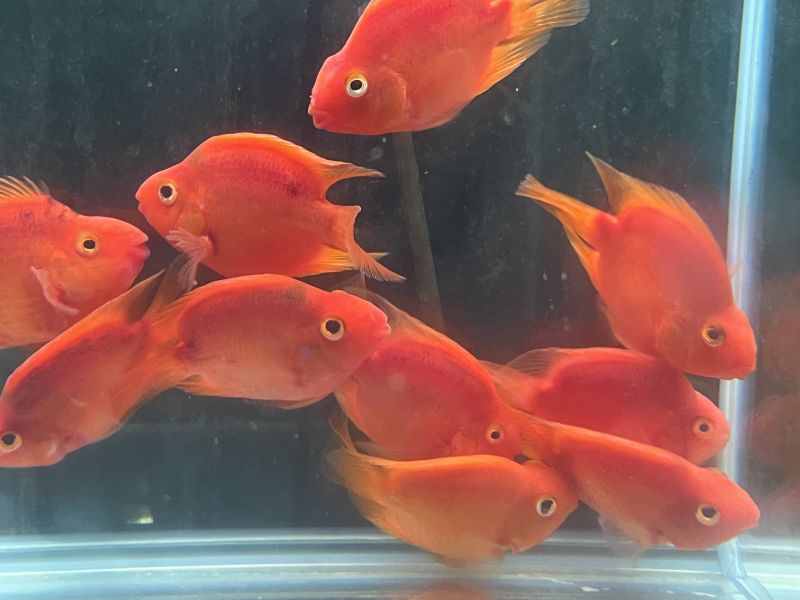 紫鸚鵡 