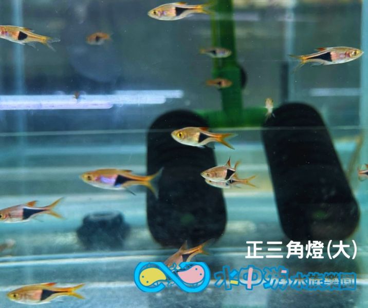 三角燈(大) Hemigrammus pulcher 正三角燈魚