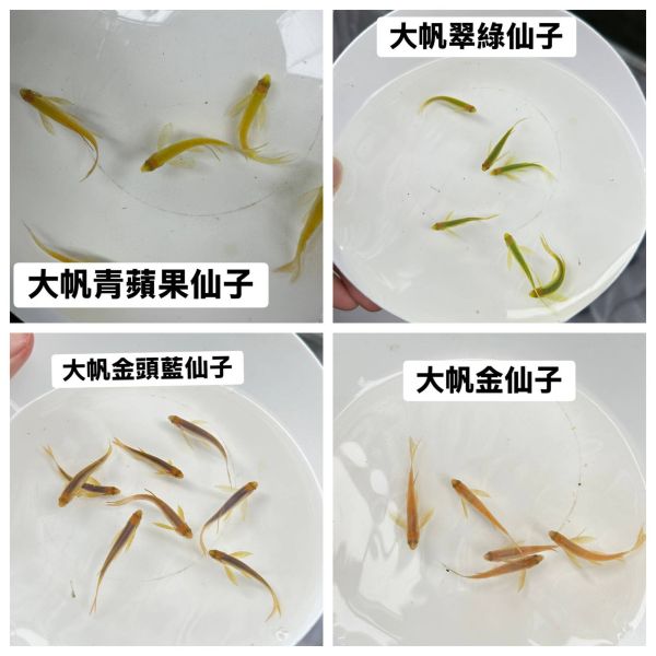 大帆仙子魚(顏色在選項內) 