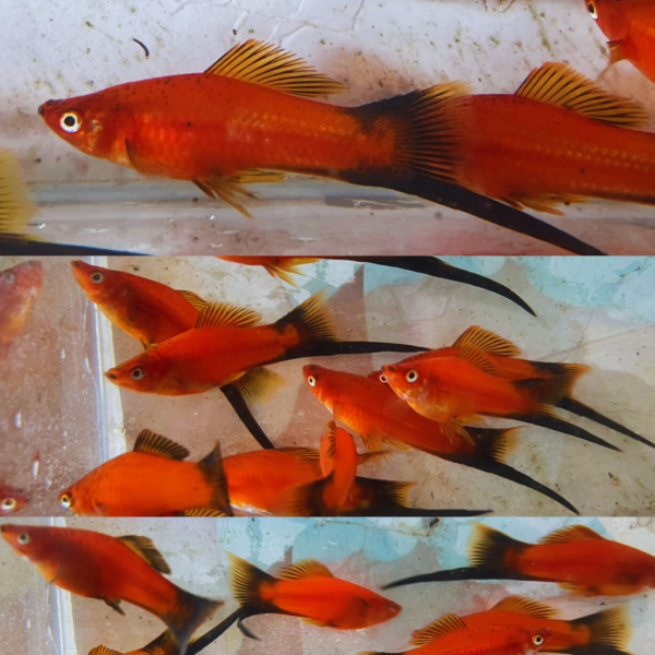 黑尾劍 黑尾劍,黑尾單劍,Xiphophorus helleri “Black Swordtail”