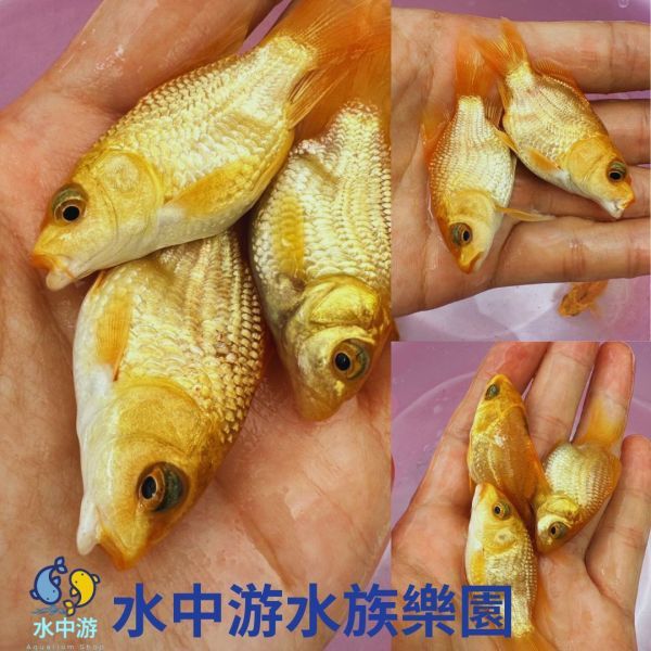 短身紅蝴蝶鯉 鯉魚,熊貓鯉魚,蝴蝶鯉魚,錦鯉,短身鯉魚,短身錦鯉,短身