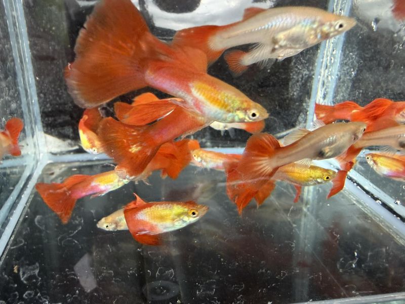 佛朗明哥孔雀魚 