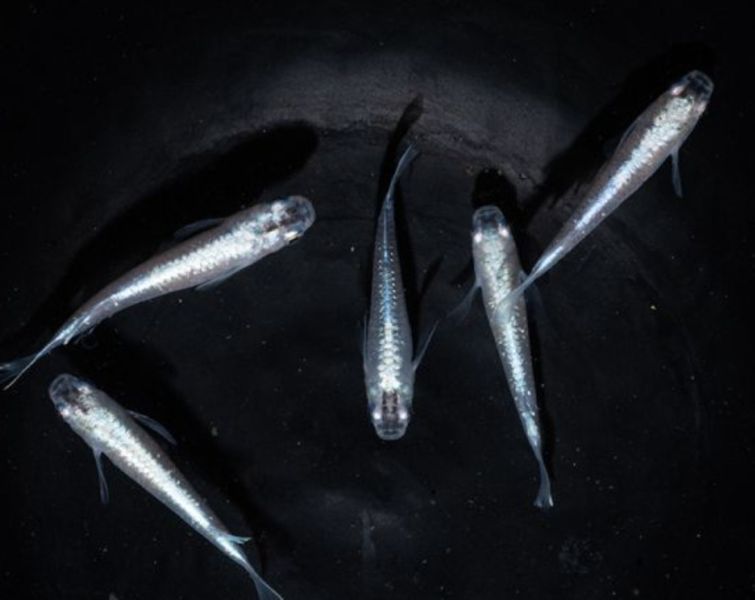 美達卡-鱗光 美達卡,鱗光,稻田魚,日本稻田魚