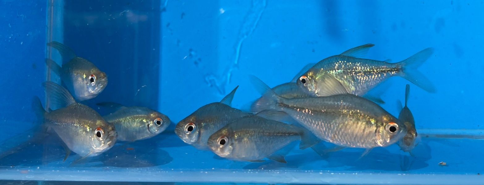 鑽石燈 鑽石燈,燈魚