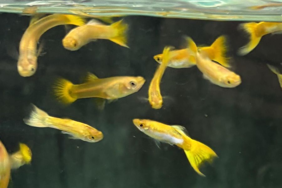 黃金圓尾孔雀 (對魚) 